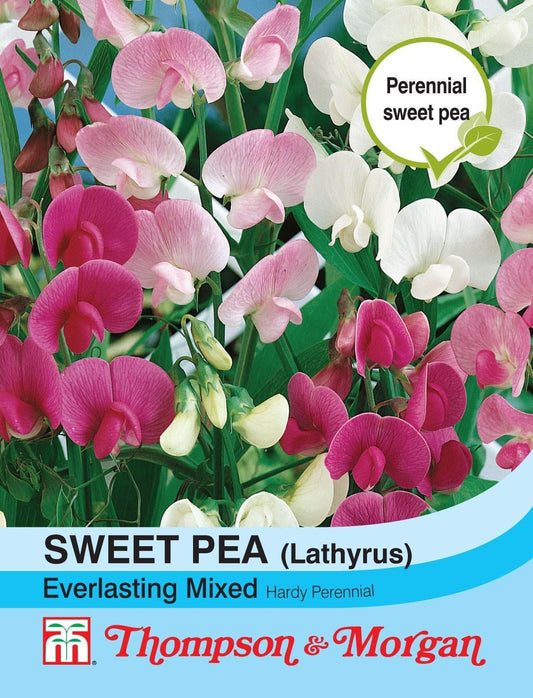 Thompson & Morgan Sweet Pea Everlasting Mixed Seed