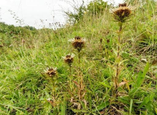 Wild Flower Carline Thistle Carlina vulgaris Seeds