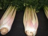 Exhibition Vegetable Robinsons Celery White 50 Seed