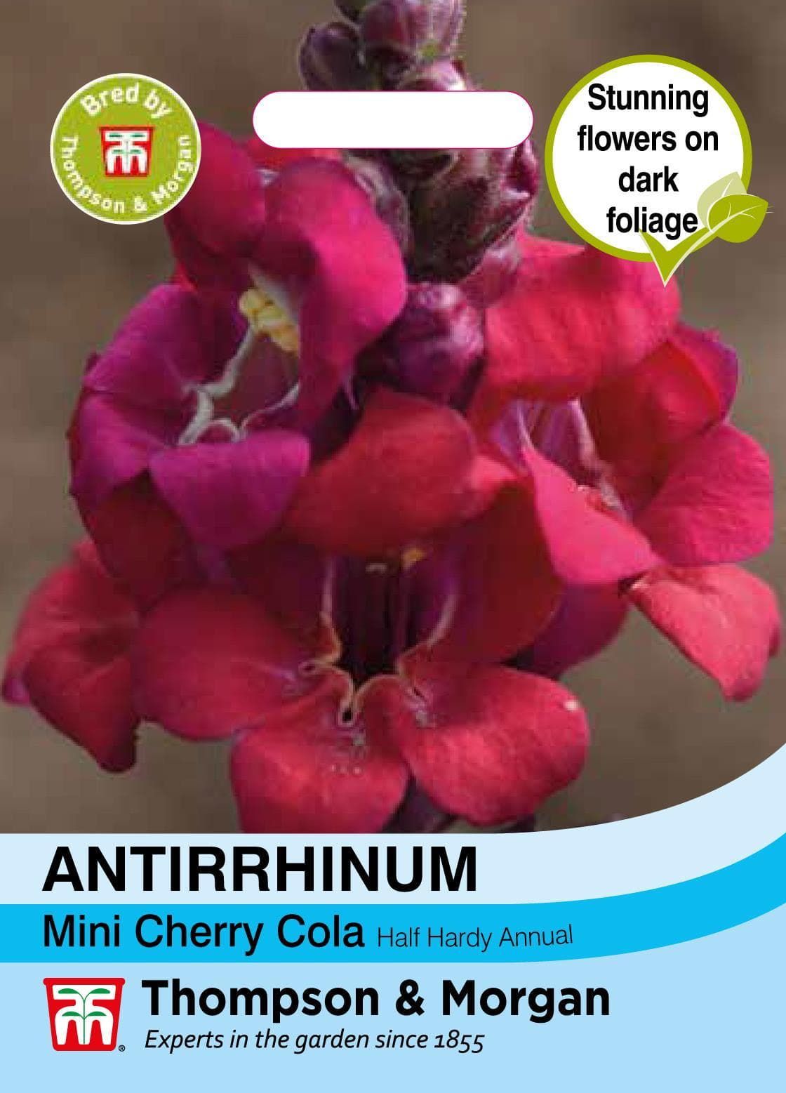 Thompson & Morgan Flower Antirrhinum Mini Cherry Cola - 500 Seeds