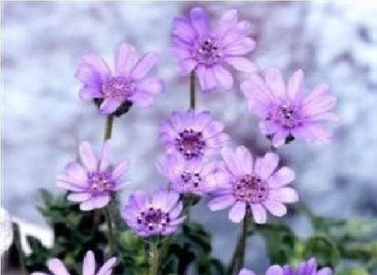 Felicia Blue Skies Seeds