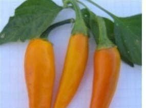 Pepper (Chilli) Bulgarian Carrot Seeds
