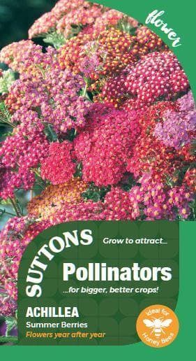 Sutton Seeds - Pollinators and Predators - Achillea Summer Berries