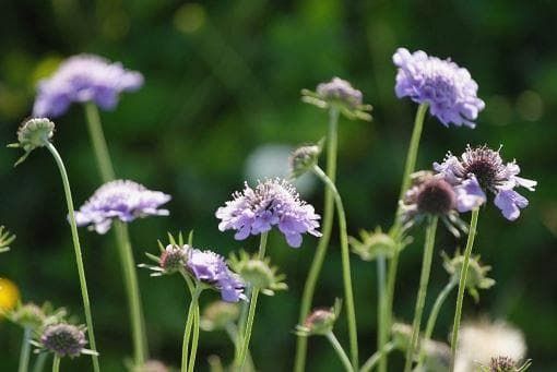 Wild Flower Small Scabious Scabiosa columbaria Seeds