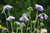 Wild Flower Small Scabious Scabiosa Columbaria