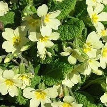 Common Wild Primrose Primula vulgaris Seed