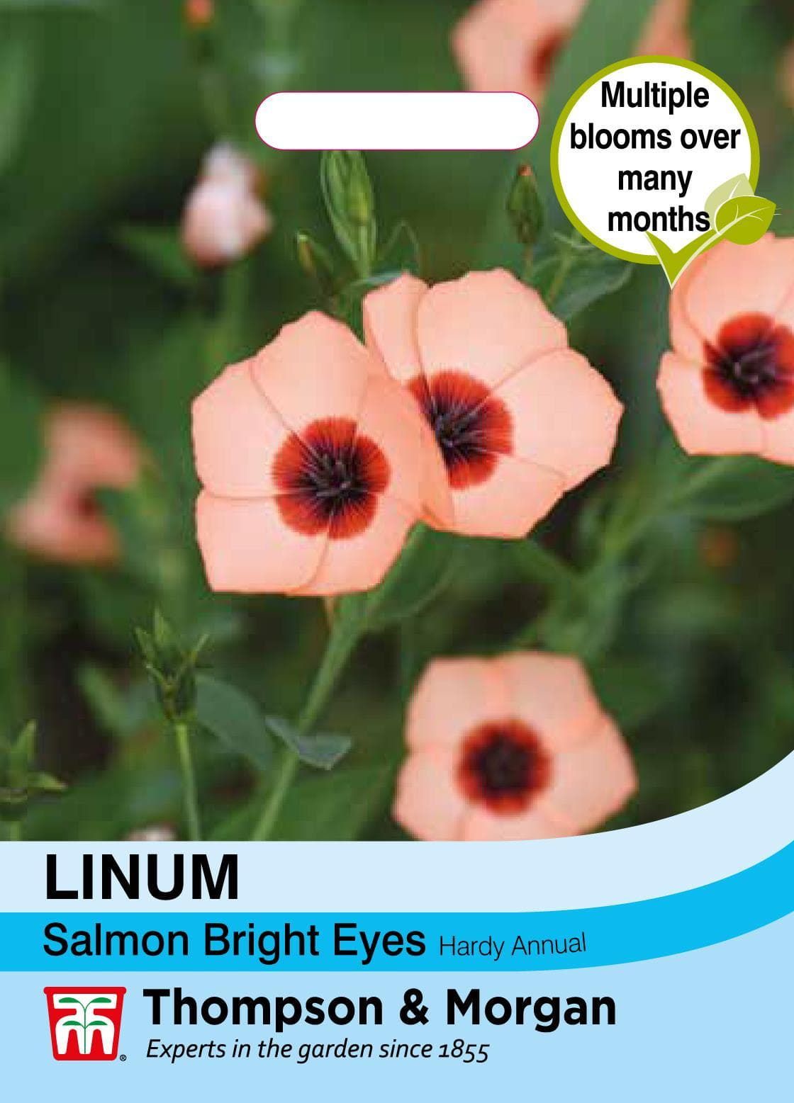 Thompson & Morgan Flower Linum Salmon Bright Eyes - 350 Seeds