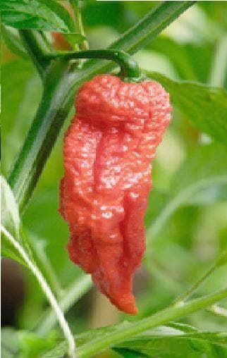 Chilli Pepper Bih Jolokia Seeds