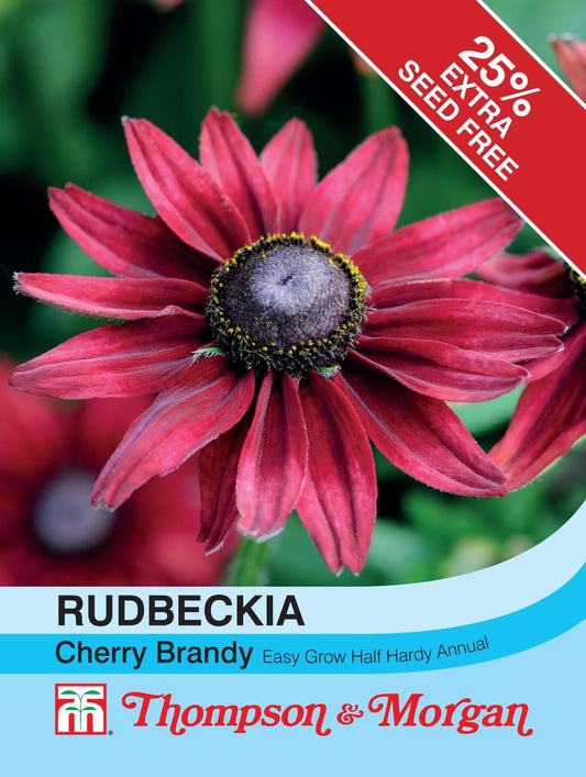 Thompson & Morgan Rudbeckia Cherry Brandy 48 Seed