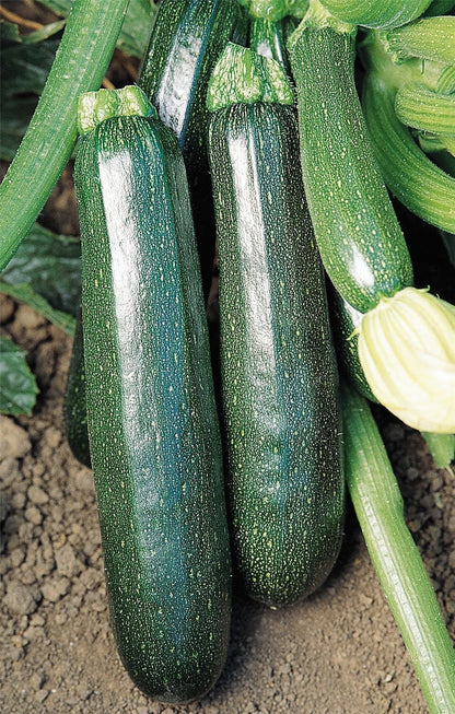 Courgette Sure Thing Seeds – Reliable High Yield Variety