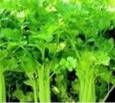 Celery Celebrity Seeds
