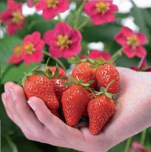 Strawberry Toscana Seeds
