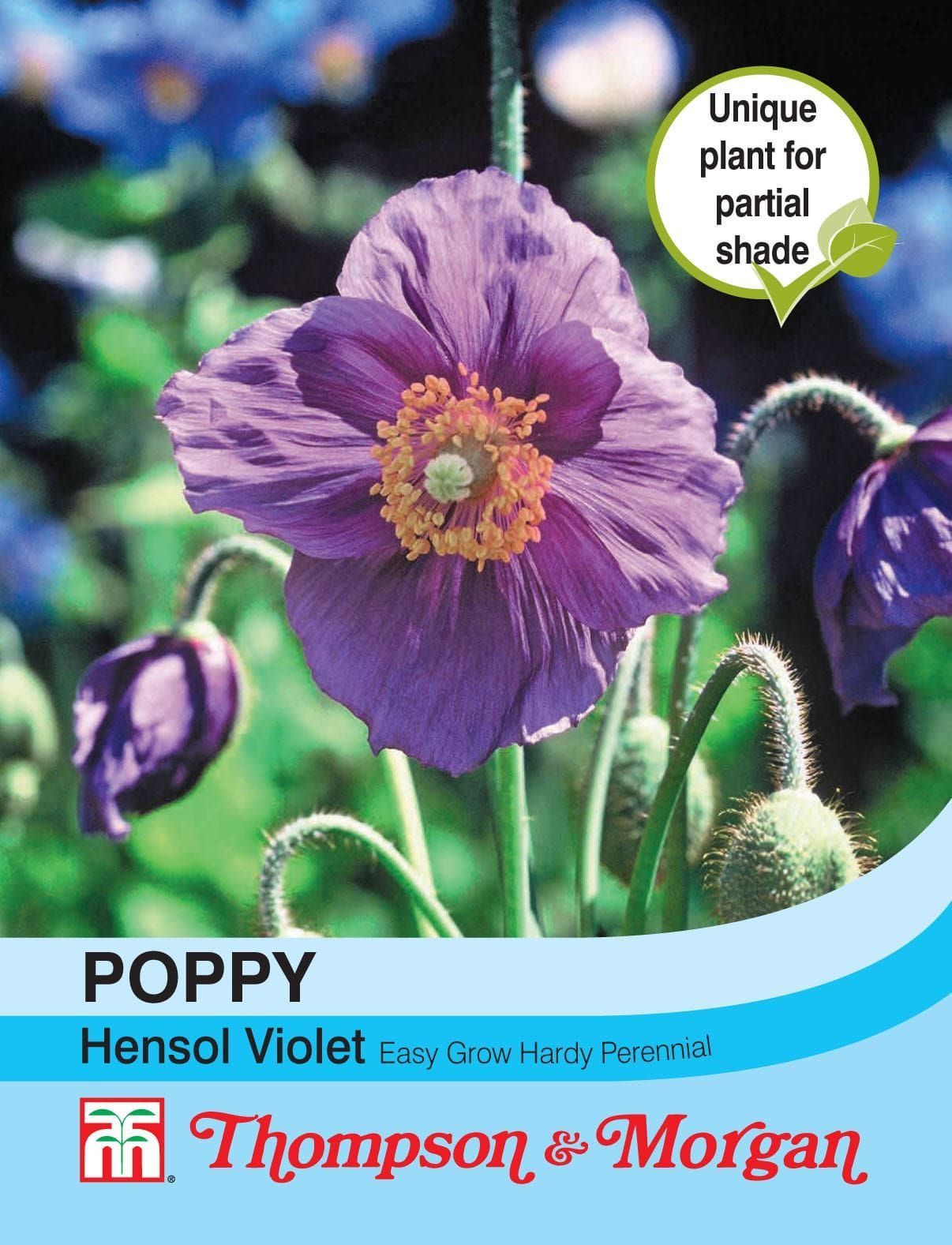 Thompson & Morgan Poppy Hensol Violet 30 Seed