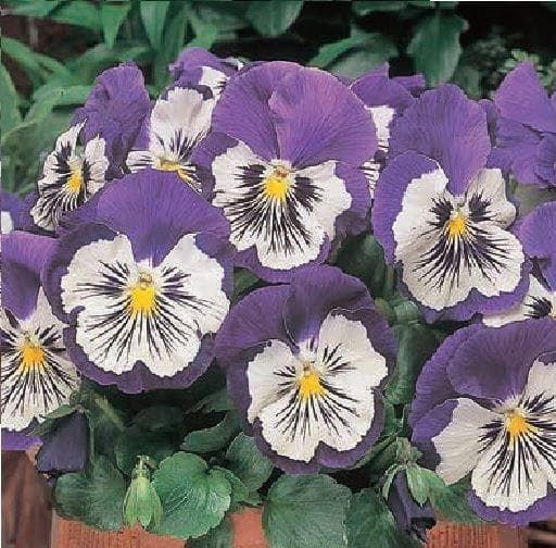 Pansy Whiskers Purple and White F1 Hybrid Seeds