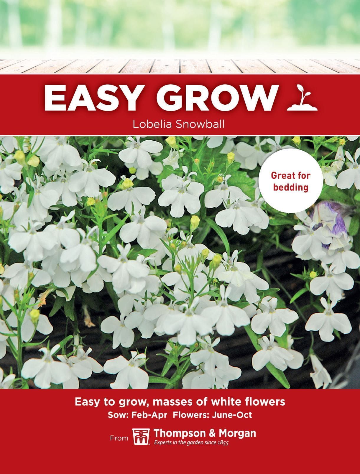 Thompson & Morgan - EasyGrow - Flower - Lobelia - Snowball - 500 Seeds