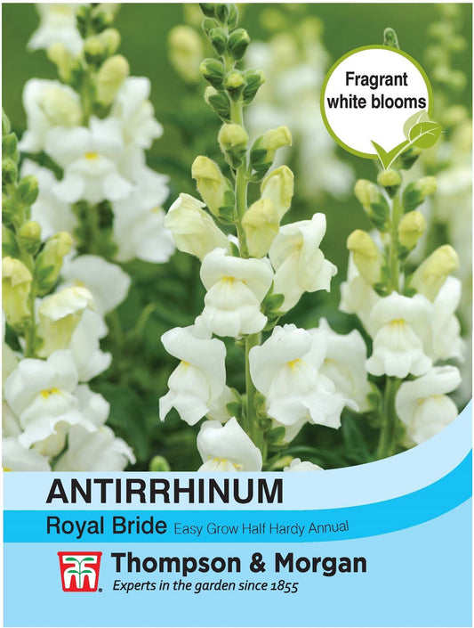 Thompson & Morgan Antirrhinum Royal Bride 400 Seed