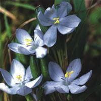 Orthrosanthus laxus Seeds