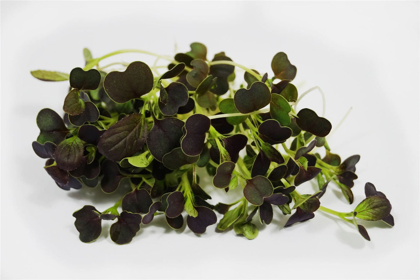 Microgreens Baby Leaves Pak Choi Purple Rain F1 Hybrid Seeds