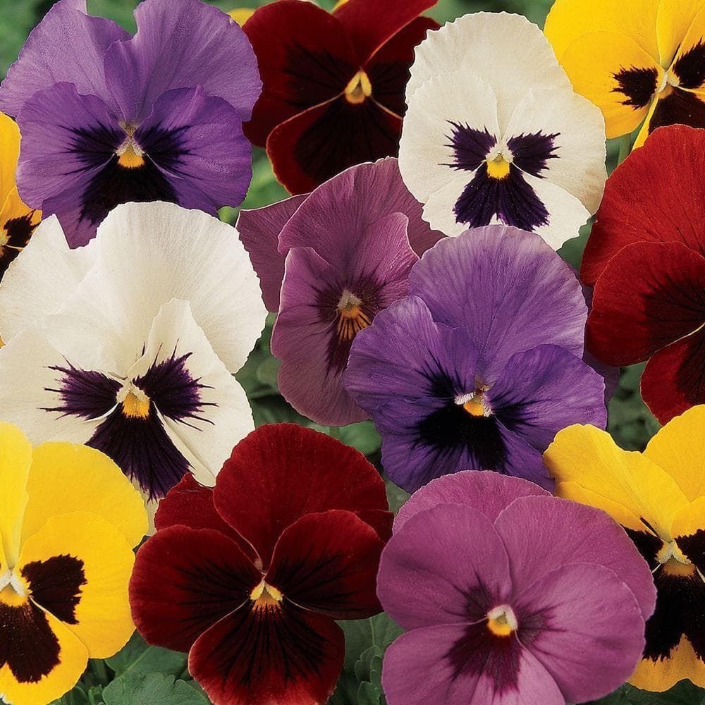 Pansy Panola XP Blotch Mix F1 Hybrid Seeds