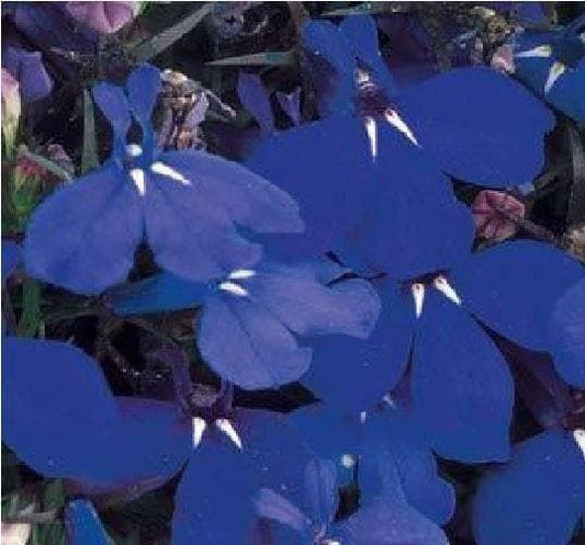 Lobelia Bedding Riviera Midnight Blue Seeds