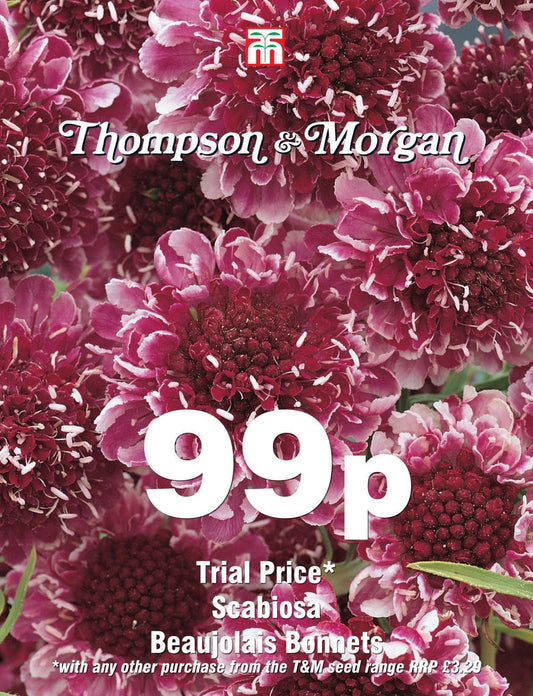Thompson & Morgan - 99p Flower - Scabiosa - Beaujolais Bonnets - 40 Seeds