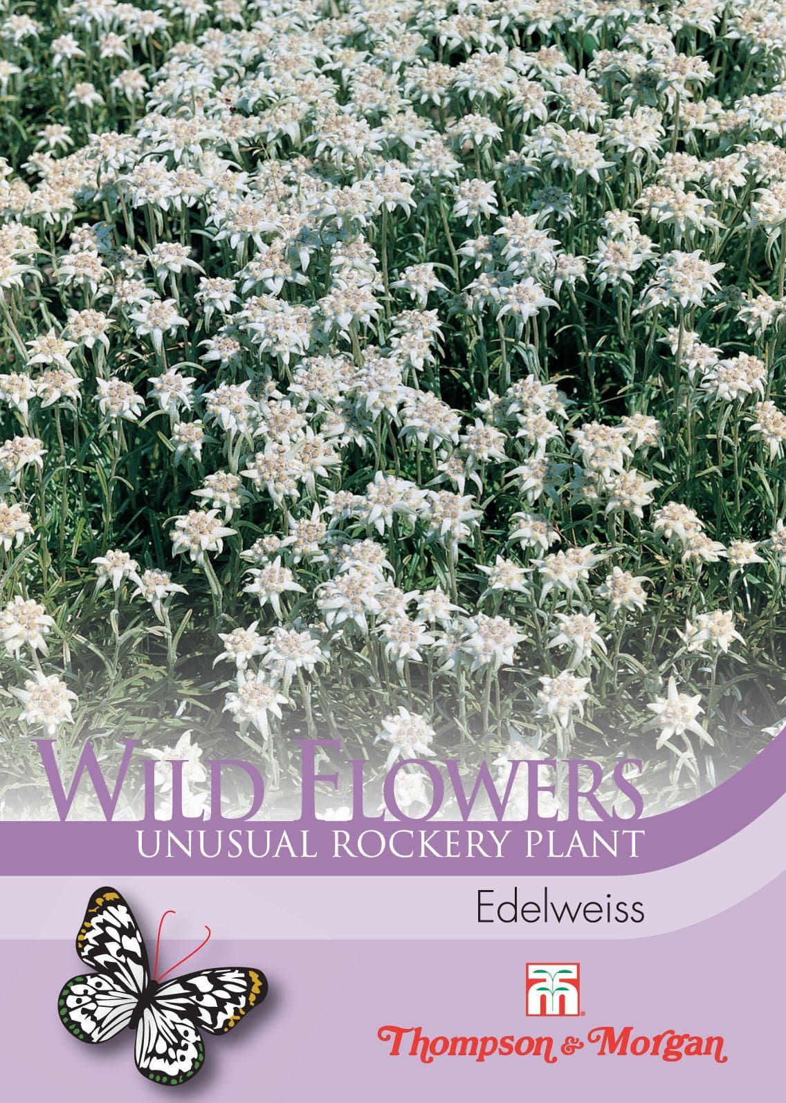 Thompson & Morgan Wild Flower Edelweiss 250 Seed