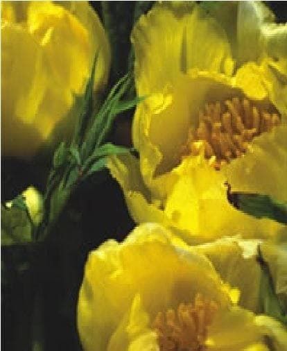 Paeonia lutea SSP Ludlowii Seeds