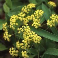 Bupleurum griffiti Seeds