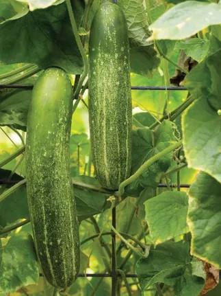 Cucumber Chompers F1 Seeds