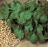 Organic Herb Coriander Cilantro