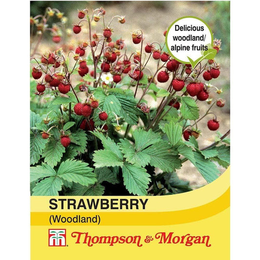 Thompson & Morgan Fruit Strawberry Woodland 80 Seed