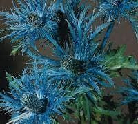 Eryngium Alpinum Alpine Sea Holly Seeds