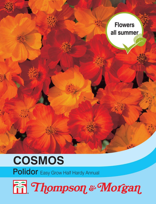 Thompson & Morgan Cosmos Polidor 100 Seed