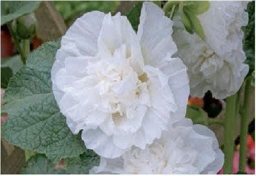 Hollyhock Chater White Seeds