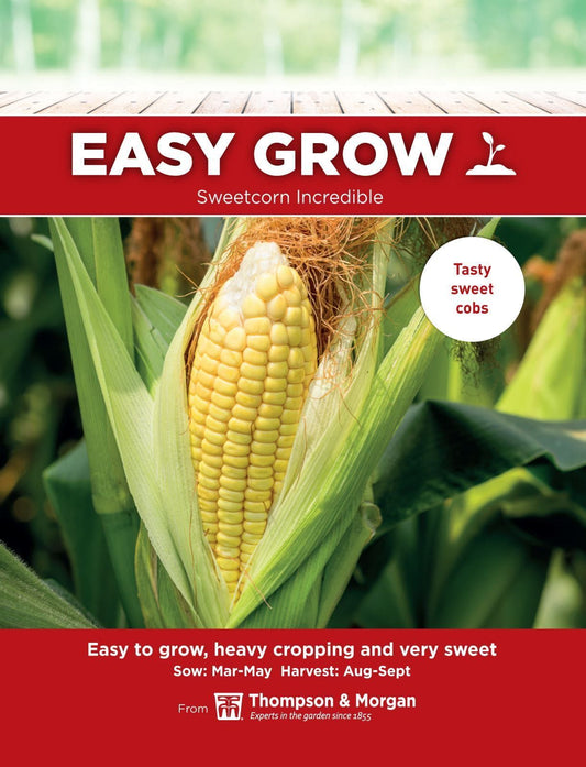 Thompson & Morgan - Easy Grow - Vegetable - Sweetcorn - Incredible - 15 Seeds