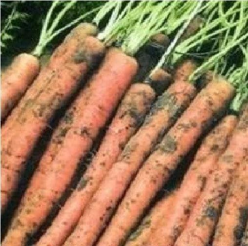 Carrot Baby Amsterdam 2 Maxi Seeds