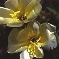 Oenothera Evening Primrose Apricot Delight Seeds