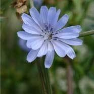 Wild Flower Chicory Cichorium Intybus Seeds