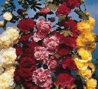 Hollyhock Chaters Double Mix Seeds