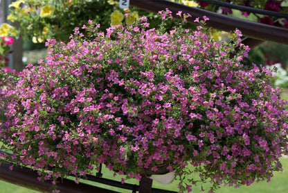 Bacopa Pinktopia Seed - Ideal for Hanging Baskets