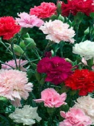 Carnation Chabaud Mixed Seeds