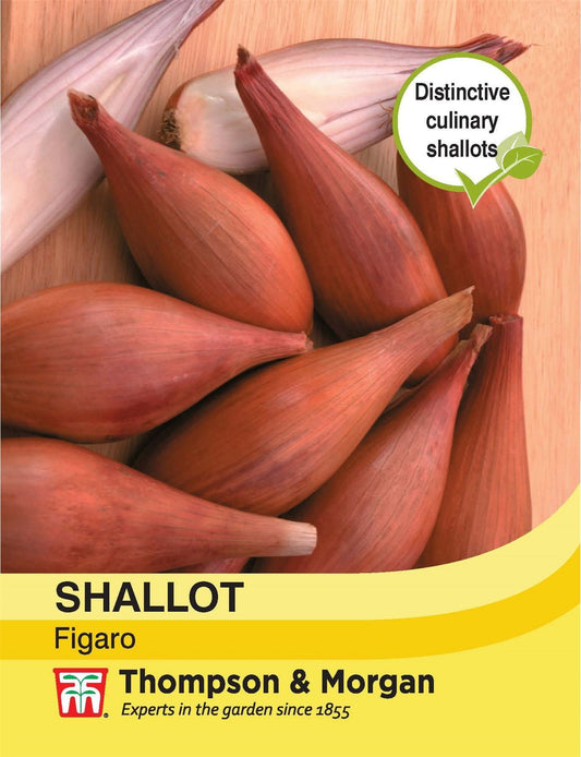 Thompson & Morgan Shallot Figaro 150 Seed
