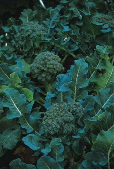 Organic Calabrese Green Sprouting Seeds