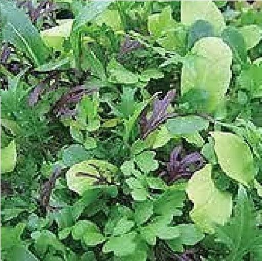 Salad Bright and Spicy Leaf Mix Seeds