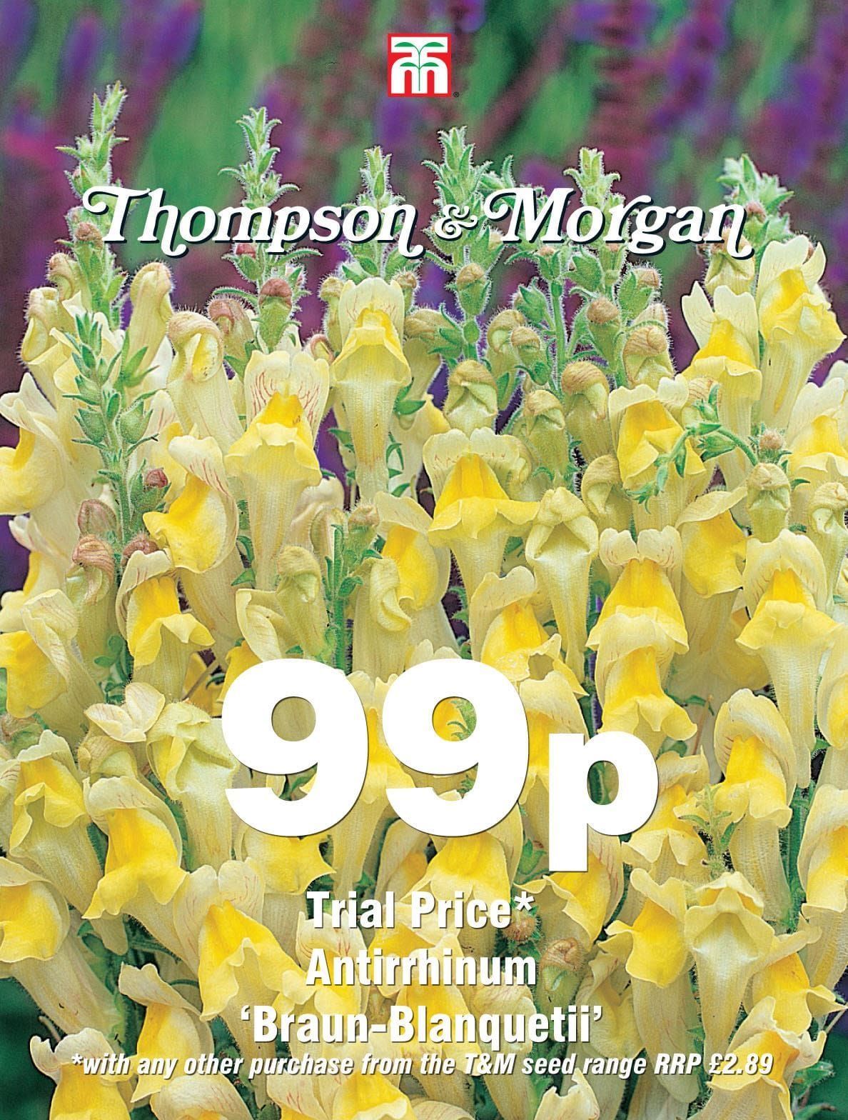 Thompson & Morgan - 99p Flower - Antirrhinum - Braun-Blanquetii - 90 Seeds