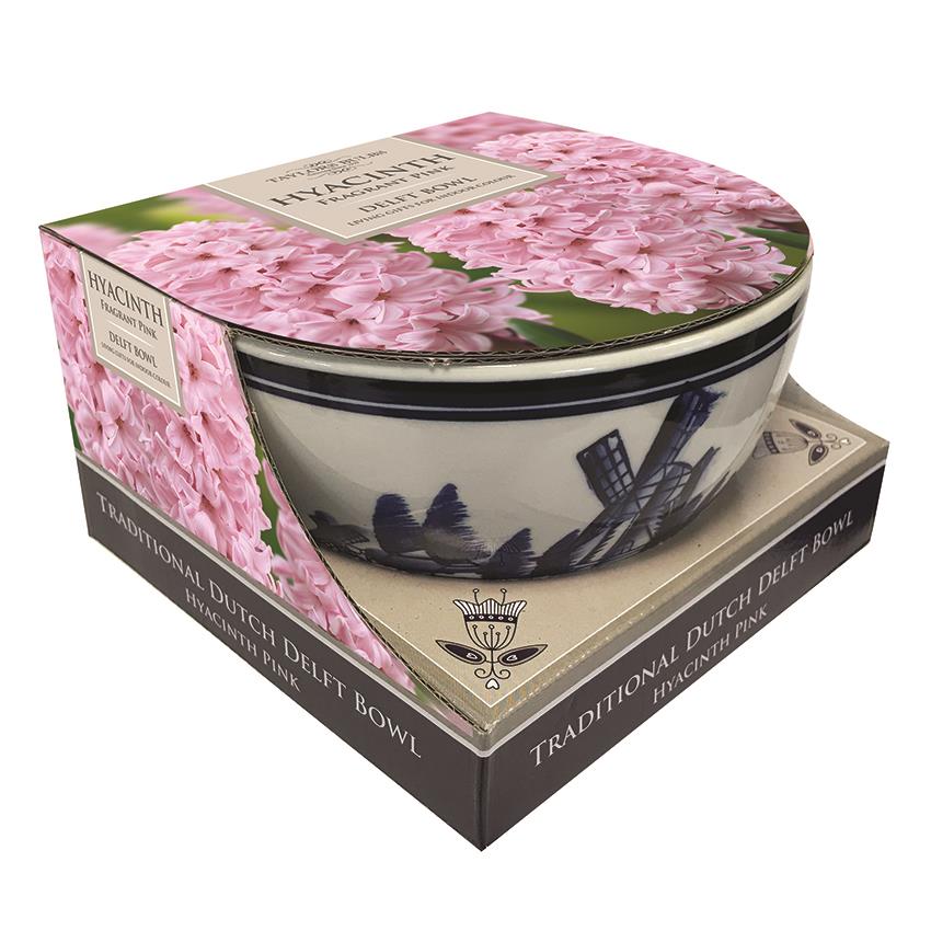 Taylors - Gift - Pink Hyacinth Delft Bowl Showcase - 3 bulbs