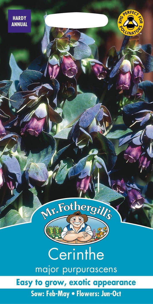 Mr Fothergills Cerinthe Major Purpurascens 15 Seeds