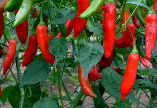 Chilli Pepper Aji Delight Seeds