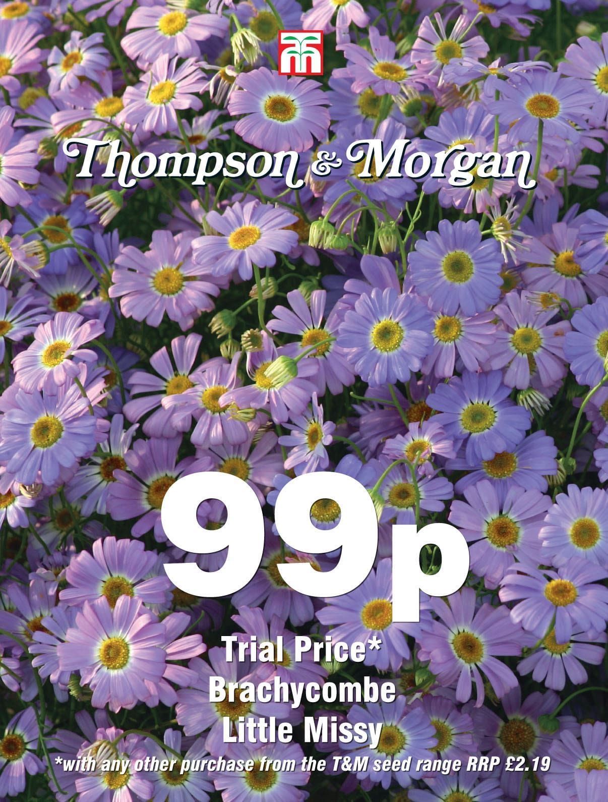 Thompson & Morgan - 99p Flower - Brachycombe - Little Missy - 180 Seeds
