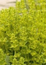 Wild Flower Crosswort Cruciata laevipes Seeds